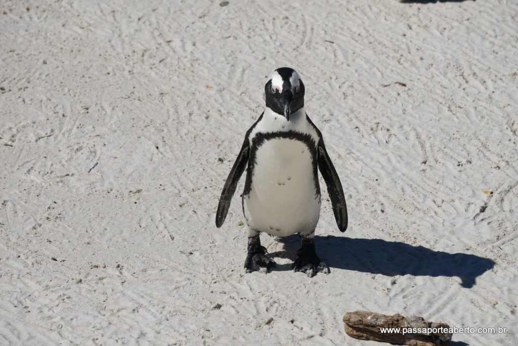 Boulders Beach