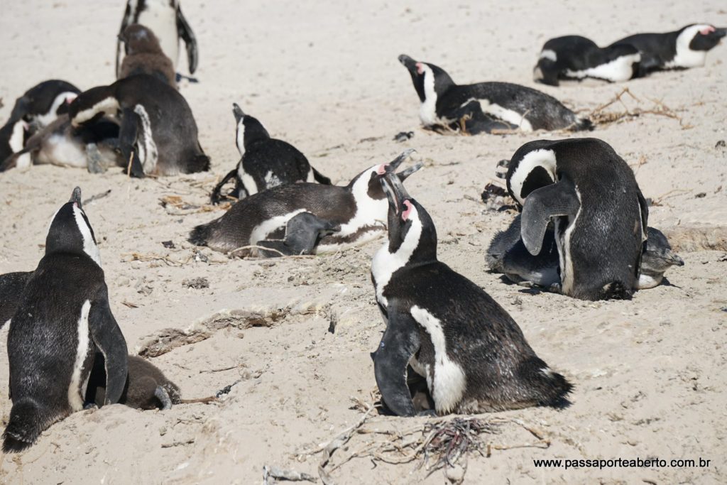 Boulders Beach
