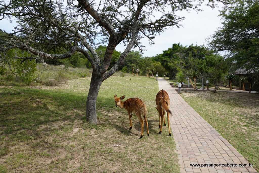 Animais soltos pelo hotel!