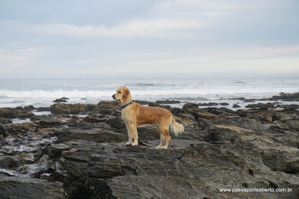 Cão pescador!