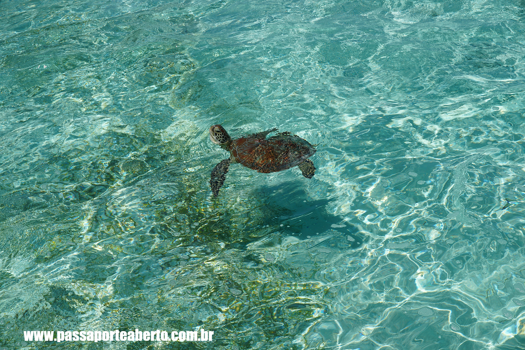 pullman-maldives-maamuta-island-turtles